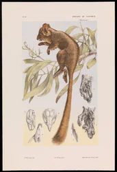 Opos Leadbeatera, Gymnobelideus leadbeateri